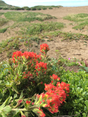 Castilleja affinis affinis