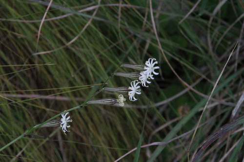 Silene burchellii, photograph 6
