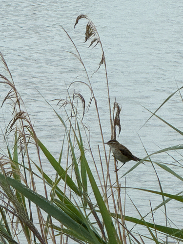 Sedge Warbler