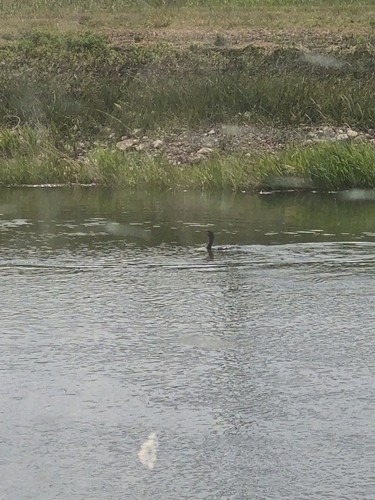 Double-crested Cormorant