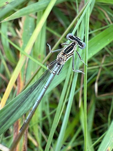 Blue Featherleg
