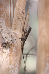 Anolis lineatus