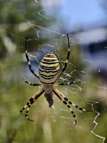 Wasp Spider