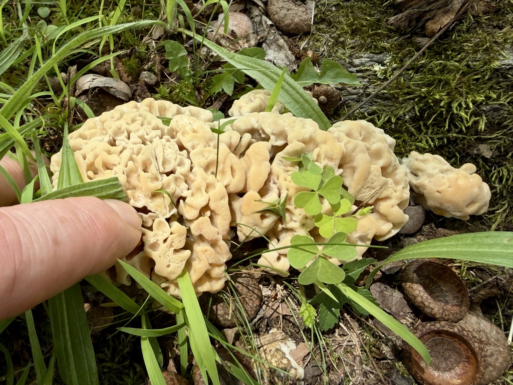 Eastern cauliflower mushroom · July 2026 · photo: Photo: (c) Summit Metro Parks, some rights reserved (CC BY) · iNaturalist