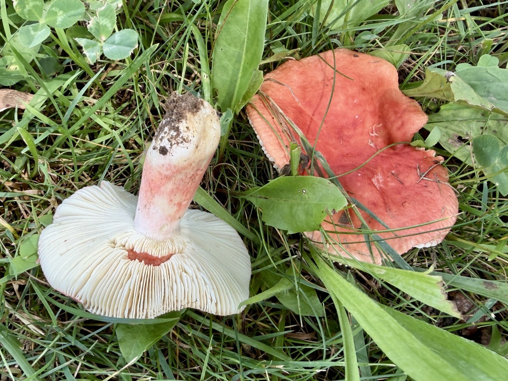 purple-bloom russula · July 2026 · photo: Photo: (c) Summit Metro Parks, some rights reserved (CC BY) · iNaturalist
