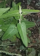 Oxypetalum coeruleum