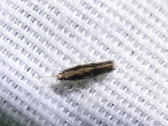 Orthotrichia