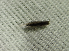 Orthotrichia