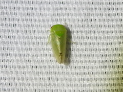 Hyalojassini