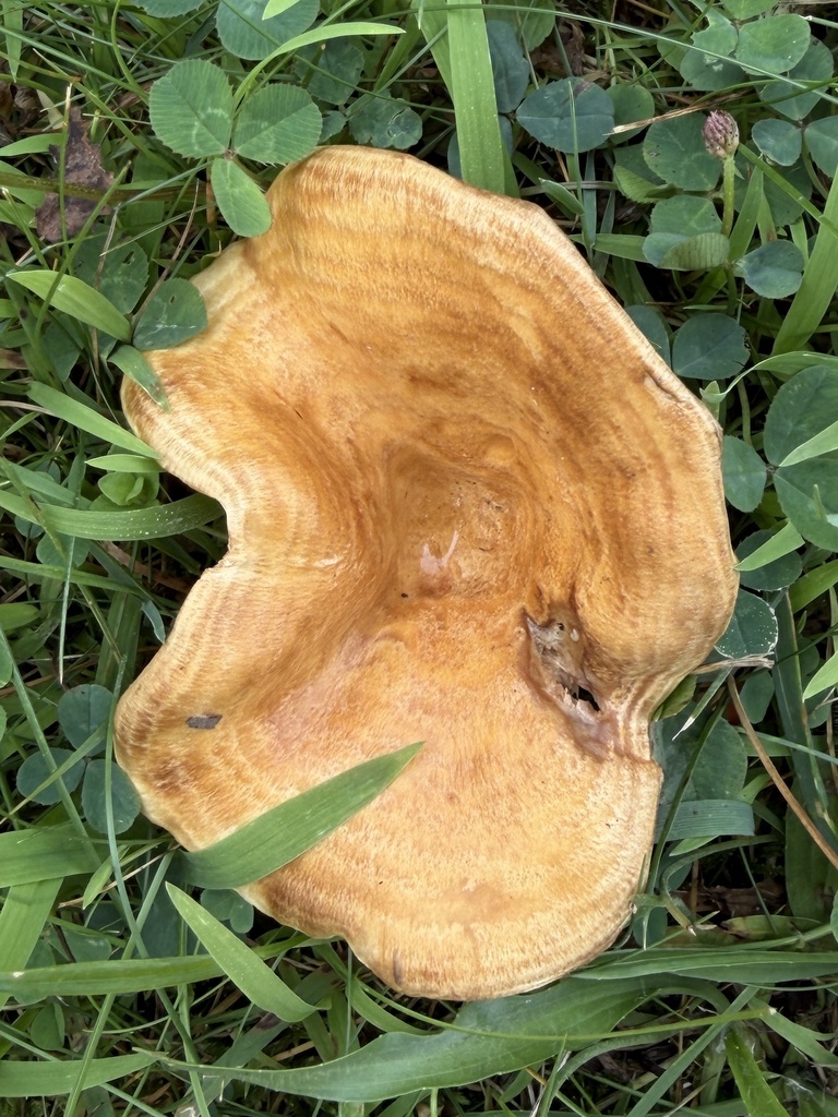 Lactarius psammicola · July 2026 · photo: Photo: (c) Summit Metro Parks, some rights reserved (CC BY) · iNaturalist