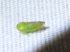 Hyalojassini
