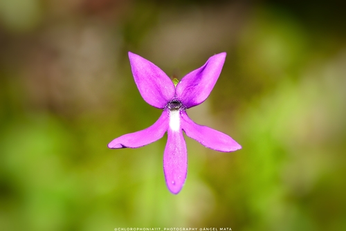 Pinguicula orchidioides
