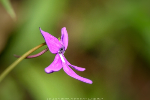Pinguicula orchidioides