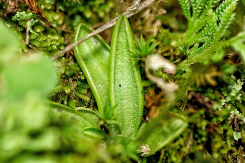 Pinguicula orchidioides
