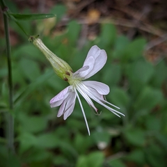 Silene italica