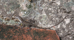 Anolis lineatus
