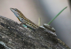 Anolis lineatus