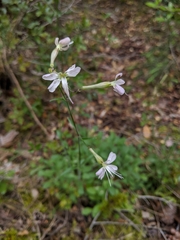 Silene italica