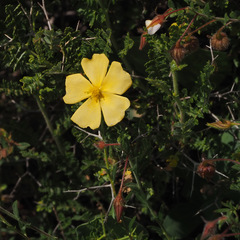 Fumana arabica