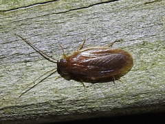 Parcoblatta bolliana