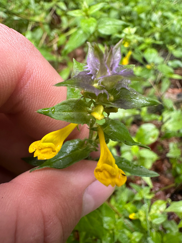 Melampyrum polonicum (Melampyrum polonicum)