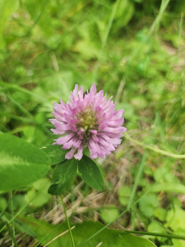 Red Clover