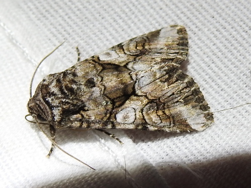 Capsule Moth photo 2