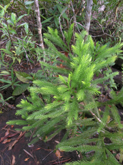 Dacrydium