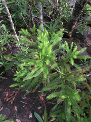 Dacrydium