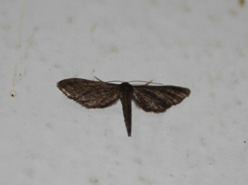 Protoproutia laredoata