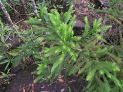 Dacrydium