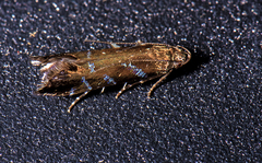 Strobisia proserpinella