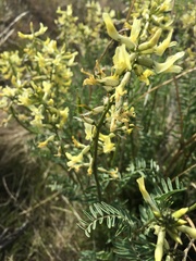 Astragalus eremiticus