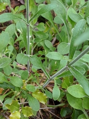 Silene italica