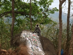 Semnopithecus priam thersites