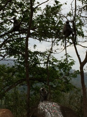 Semnopithecus priam thersites