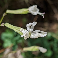 Silene italica