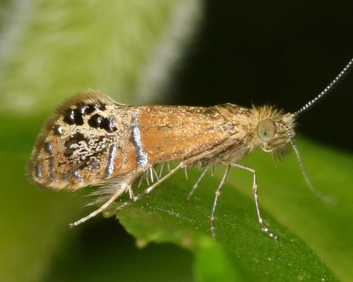 Ridings' Fairy Moth photo 2