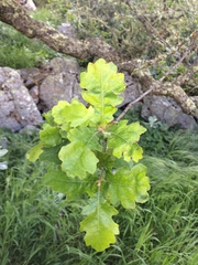 Quercus × macdonaldii