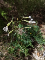 Silene italica