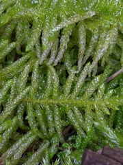 Pseudoscleropodium