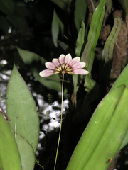 Bulbophyllum lepidum