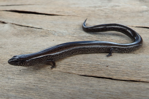 Lowlands Earless Skink