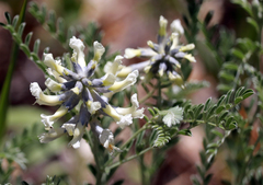 Sophora nuttalliana