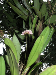 Bulbophyllum lepidum
