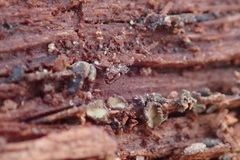 Chlorosplenium chlora