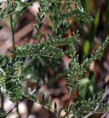 Sophora nuttalliana
