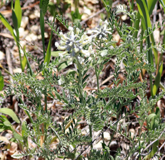Sophora nuttalliana
