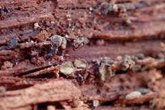 Chlorosplenium chlora