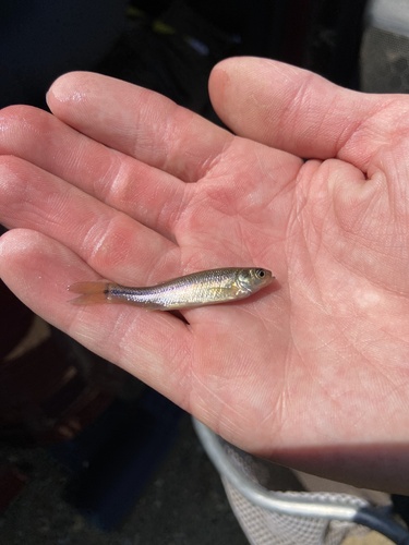 Fathead Minnow